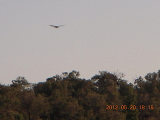 Spider Rock viewpoint - flying raven