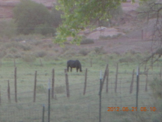 Thunderbird Lodge run - horse