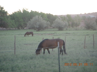 Thunderbird Lodge run - horses