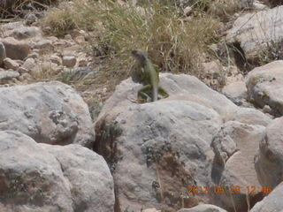 meteor crater - lizard