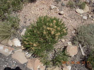 meteor crater plants