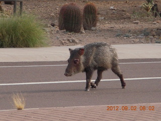 javelena - 'little piggie in the road'