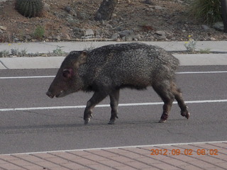 javelena - 'little piggie in the road'