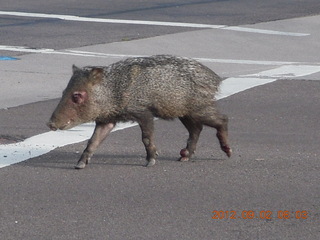 javelena - 'little piggie in the road'