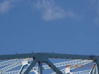 Hastings Bridge Float-In - birds