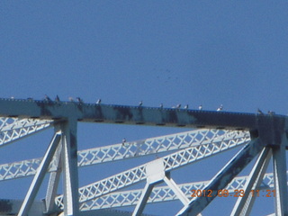 Hastings Bridge Float-In - birds