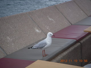 Sydney Harbour - gull