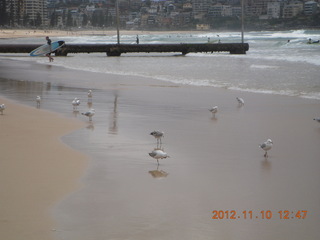 Sydney Harbour - Manly  beach - gulls