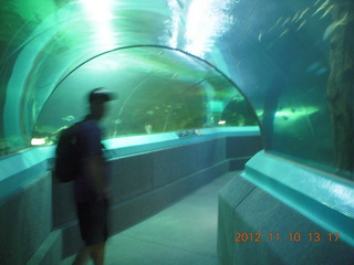 103 83a. Sydney Harbour - Manly aquarium - Tony S (blurry)