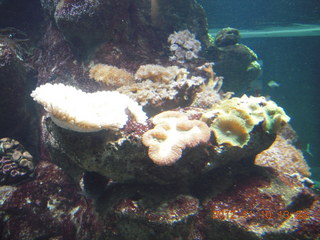 111 83a. Sydney Harbour - Manly aquarium