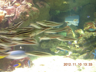 120 83a. Sydney Harbour - Manly aquarium