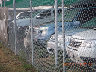 Cairns morning run - junkyard dogs