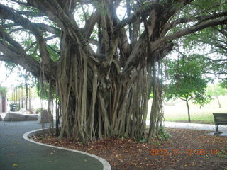 Cairns morning run - Banyon tree
