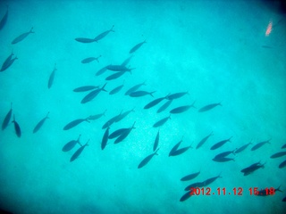 (aaphoto) Great Barrier Reef tour - underwater view
