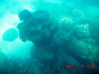 (aaphoto) Great Barrier Reef tour - semi-sub