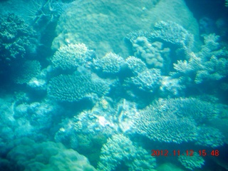 (aaphoto) Great Barrier Reef tour - semi-sub - false colors from contrast-enhancing software