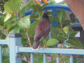 8 83d. Cairns, Australia - bird