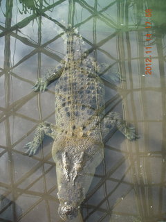 202 83e. Cairns - ZOOm at casino - crocodile