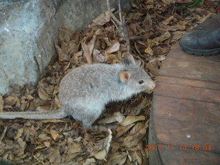 Cairns - ZOOm at casino - rodent