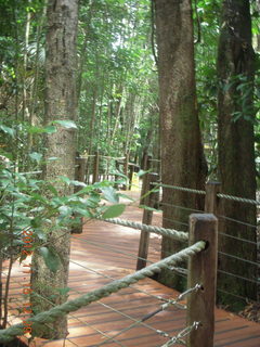 rain forest tour - Skyrail stop 1