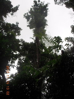 rain forest tour - Skyrail stop 2 - Adam