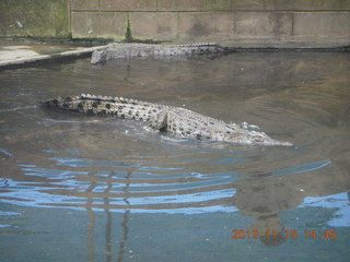rain forest tour - Skyrail final stop - toy crocodiles