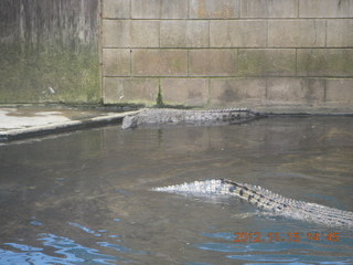 Hartley's Crocodile Adventures - crocodile farm