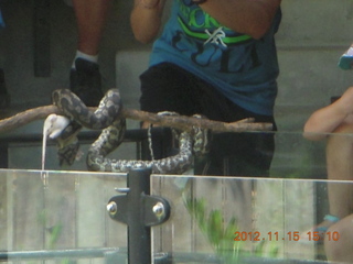 367 83f. Hartley's Crocodile Adventures - snake show