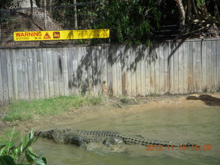 Hartley's Crocodile Adventures boat ride - crocodile