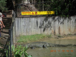 402 83f. Hartley's Crocodile Adventures - crocodile show