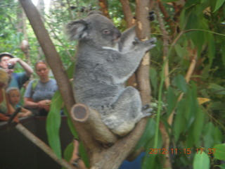 437 83f. Hartley's Crocodile Adventures - koala