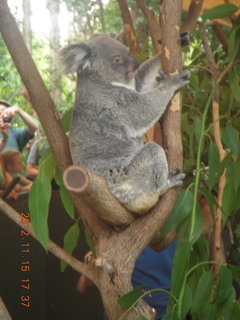Hartley's Crocodile Adventures - koala