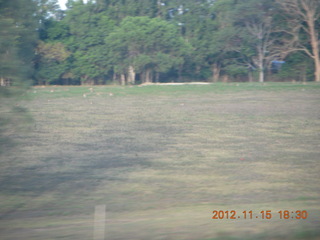 bus ride along the coast - those dots are wallabies