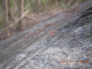 27 83g. Cairns, Australia - green ant