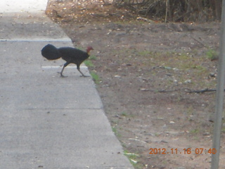 Cairns, Australia run - bird