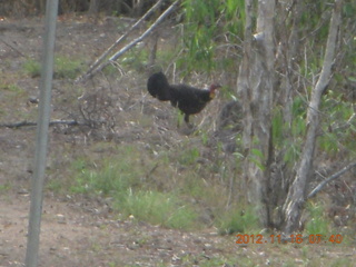 Cairns, Australia run - bird