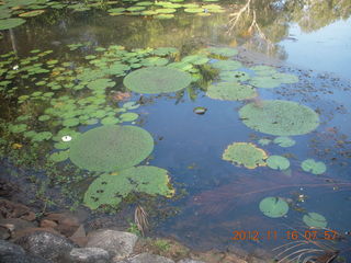 66 83g. Cairns, Australia run - Cairns Botanical Garden - lily lake