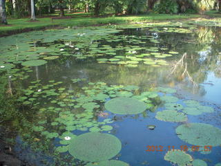 67 83g. Cairns, Australia run - Cairns Botanical Garden - lily lake