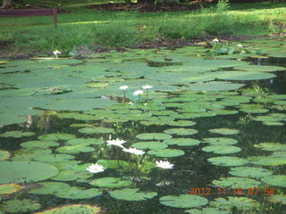 70 83g. Cairns, Australia run - Cairns Botanical Garden - lily lake - birds