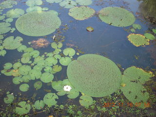 71 83g. Cairns, Australia run - Cairns Botanical Garden - lily lake