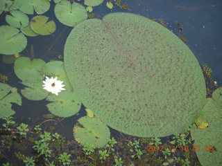 72 83g. Cairns, Australia run - Cairns Botanical Garden - lily lake