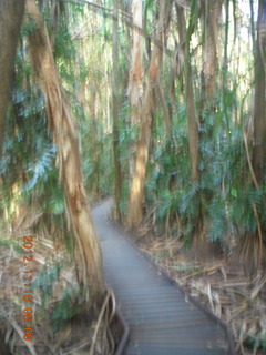 91 83g. Cairns, Australia run - Cairns Botanical Garden - boardwalk