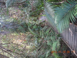 104 83g. Cairns, Australia run - Cairns Botanical Garden - boardwalk