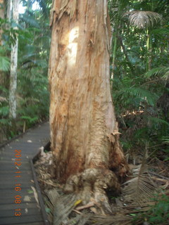 110 83g. Cairns, Australia run - Cairns Botanical Garden - boardwalk