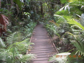 116 83g. Cairns, Australia run - Cairns Botanical Garden - boardwalk