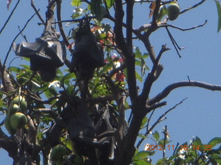Cairns, Australia - bats