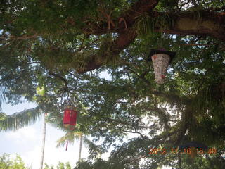 Cairns, Australia - lanterns hanging from trees