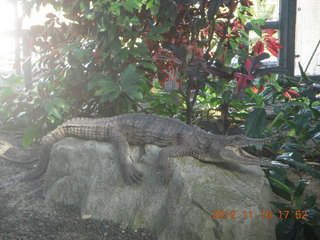 Cairns, Australia - casino, ZOOm - crocodile