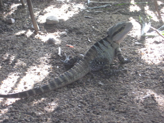 Jeremy C photo - Cairns, Australia, casino ZOOm - lizard