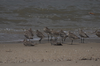 17 83h. Jeremy C photo - Cairns, Australia, birds on the beach